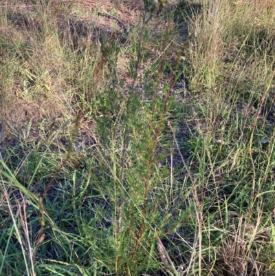 Unverified Plant at Mount Majura - 27 Feb 2024 by waltraud