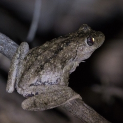 Litoria peronii (Peron's Tree Frog, Emerald Spotted Tree Frog) at Duffy, ACT - 27 Feb 2024 by patrickcox