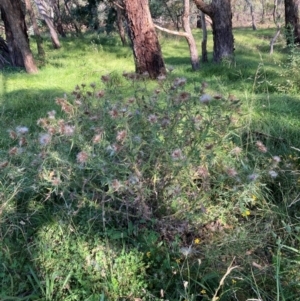 Cirsium vulgare at The Fair, Watson - 25 Feb 2024