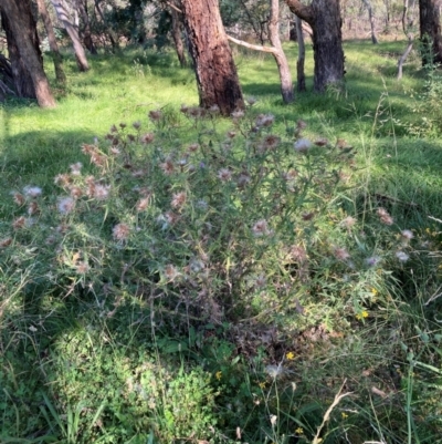 Cirsium vulgare (Spear Thistle) at Mount Majura - 25 Feb 2024 by waltraud
