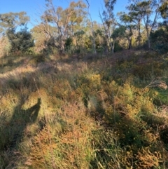 Hypericum perforatum (St John's Wort) at Mount Majura - 27 Feb 2024 by waltraud