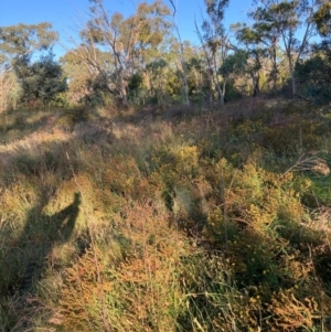 Hypericum perforatum at Mount Majura - 27 Feb 2024 06:49 PM