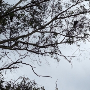 Callocephalon fimbriatum at Deakin, ACT - suppressed