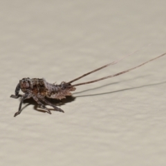 Unidentified Leafhopper or planthopper (Hemiptera, several families) at Wellington Point, QLD - 17 Feb 2024 by TimL