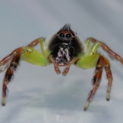 Mopsus mormon (Green Jumping Spider) at Wellington Point, QLD - 17 Feb 2024 by TimL