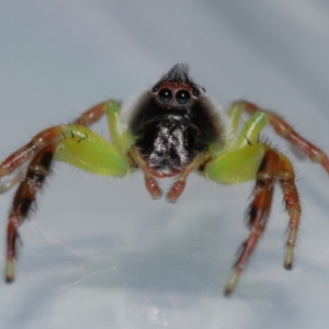 Mopsus mormon at Wellington Point, QLD - suppressed