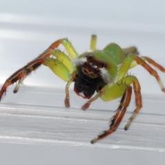 Mopsus mormon at Wellington Point, QLD - suppressed