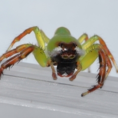 Mopsus mormon at Wellington Point, QLD - suppressed