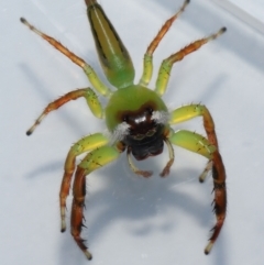 Mopsus mormon at Wellington Point, QLD - suppressed