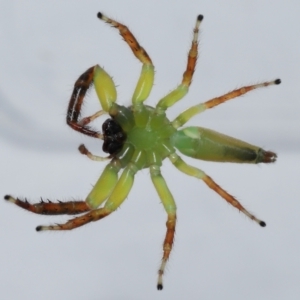 Mopsus mormon at Wellington Point, QLD - suppressed