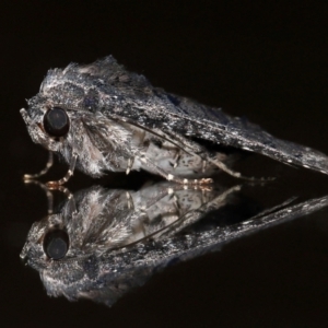 Pataeta carbo at Wellington Point, QLD - suppressed