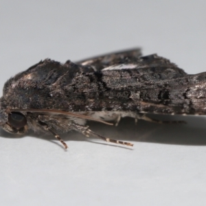 Pataeta carbo at Wellington Point, QLD - suppressed