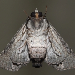 Pataeta carbo at Wellington Point, QLD - suppressed