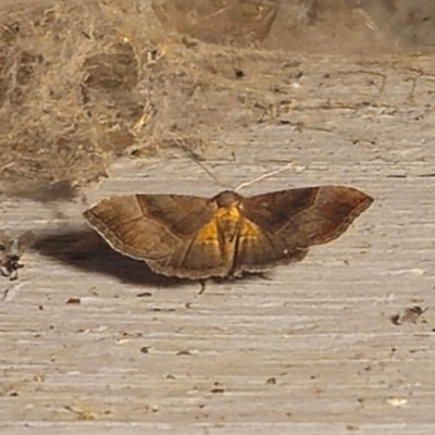 Meranda susialis (Three-lined Snout) at Captains Flat, NSW - 27 Feb 2024 by Csteele4