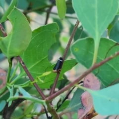 Eurymelessa moruyana (Gumtree Hopper) at Red Hill to Yarralumla Creek - 21 Feb 2024 by GarranCubs