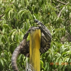 Varanus varius (Lace Monitor) at Oakdale, NSW - 9 Feb 2024 by bufferzone