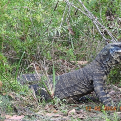 Varanus varius (Lace Monitor) at Oakdale, NSW - 25 Feb 2024 by bufferzone