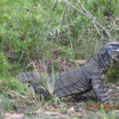 Varanus varius (Lace Monitor) at Wollondilly Local Government Area - 25 Feb 2024 by bufferzone
