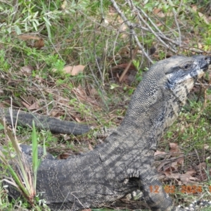 Varanus varius at Wollondilly Local Government Area - suppressed