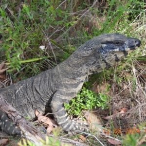 Varanus varius at Wollondilly Local Government Area - suppressed