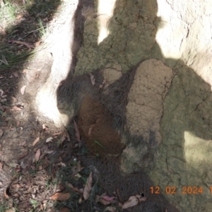 Varanus varius at Wollondilly Local Government Area - suppressed