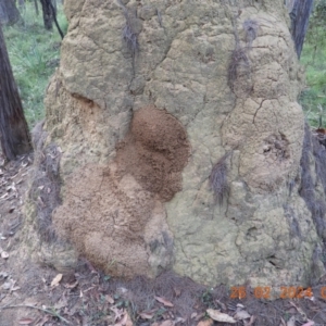 Varanus varius at Wollondilly Local Government Area - suppressed