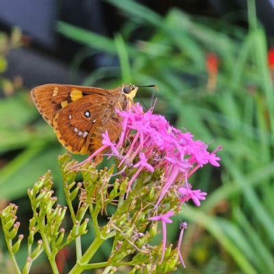 Trapezites symmomus (Splendid Ochre) at QPRC LGA - 28 Feb 2024 by Csteele4