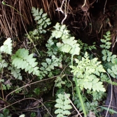 Blechnum cartilagineum at Aranda Bushland - suppressed