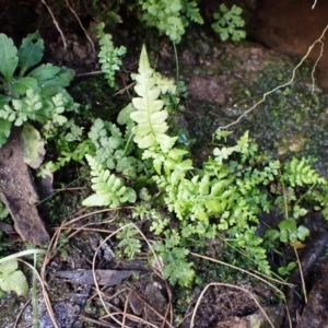 Blechnum cartilagineum at Aranda Bushland - suppressed