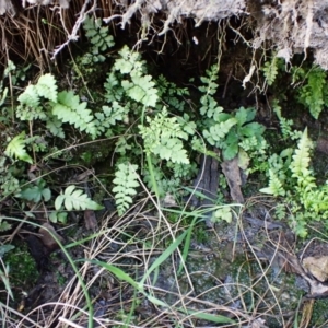 Blechnum cartilagineum at Aranda Bushland - suppressed