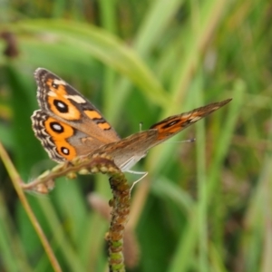 Junonia villida at Griffith Woodland (GRW) - 27 Feb 2024