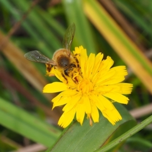 Apis mellifera at Griffith Woodland (GRW) - 27 Feb 2024 12:26 PM