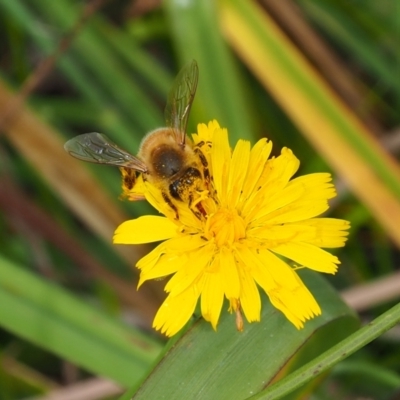 Apis mellifera (European honey bee) at Griffith Woodland - 27 Feb 2024 by JodieR