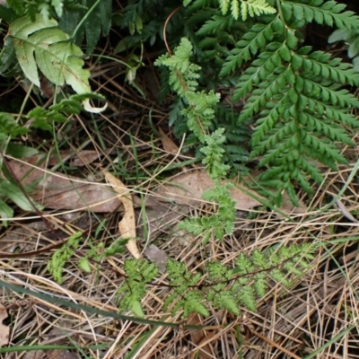 Cheilanthes sieberi subsp. sieberi (Mulga Rock Fern) at Aranda Bushland - 26 Feb 2024 by CathB