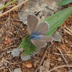 Zizina otis (Common Grass-Blue) at Griffith Woodland - 27 Feb 2024 by JodieR