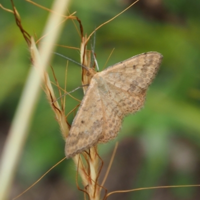 Scopula rubraria (Reddish Wave, Plantain Moth) at Griffith, ACT - 27 Feb 2024 by JodieR