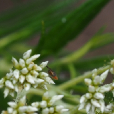 Diptera (order) (Fly - Unidentified) at Griffith Woodland - 27 Feb 2024 by JodieR