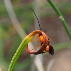 Ichneumonoidea (Superfamily) (A species of parasitic wasp) at Griffith, ACT - 27 Feb 2024 by JodieR