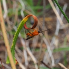 Ichneumonoidea (Superfamily) at Griffith Woodland (GRW) - 27 Feb 2024