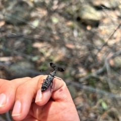 Rhipicera (Agathorhipis) femorata (Feather-horned beetle) at Hall, ACT - 28 Feb 2024 by leith7