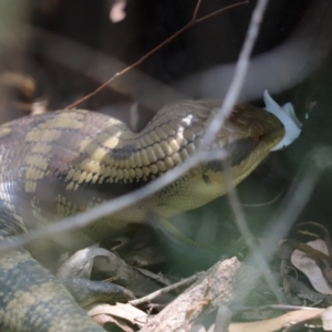 Tiliqua scincoides scincoides at Cook, ACT - 19 Feb 2024