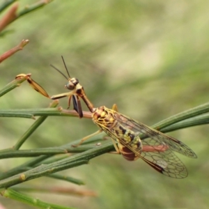 Spaminta minjerribae at Mount Painter - 27 Feb 2024 11:11 AM