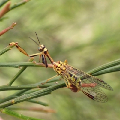 Spaminta minjerribae (Mantisfly) at Mount Painter - 27 Feb 2024 by CathB