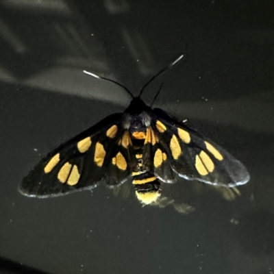 Amata nigriceps (A Handmaiden moth) at Murramarang National Park - 19 Feb 2024 by Pirom