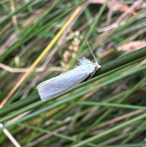 Tipanaea patulella at Murramarang National Park - 20 Feb 2024