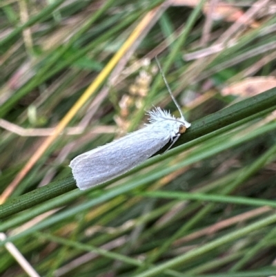 Tipanaea patulella (A Crambid moth) at Pebbly Beach, NSW - 20 Feb 2024 by Pirom