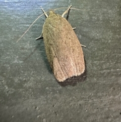 Chezala privatella (A Concealer moth) at Pebbly Beach, NSW - 20 Feb 2024 by Pirom