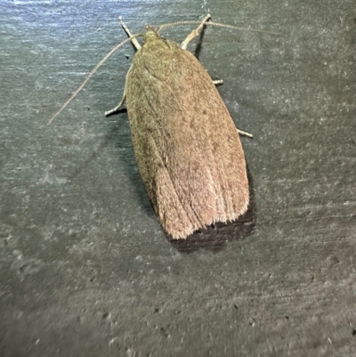 Chezala privatella (A Concealer moth) at Murramarang National Park - 20 Feb 2024 by Pirom