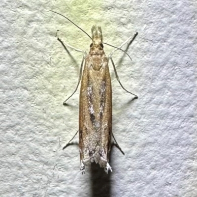 Faveria tritalis (Couchgrass Webworm) at Murramarang National Park - 19 Feb 2024 by Pirom