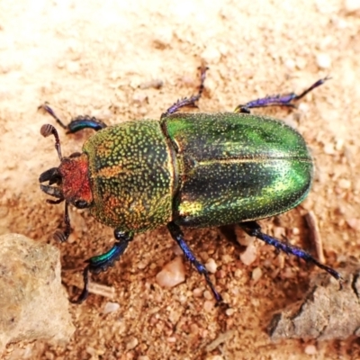 Lamprima aurata (Golden stag beetle) at Cook, ACT - 27 Feb 2024 by CathB